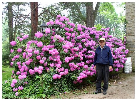 2006 - A few spring flowers.jpg